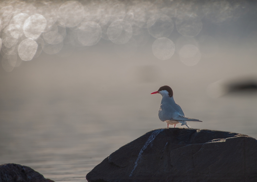 Silberseeschwalbe Sonnenglitzer