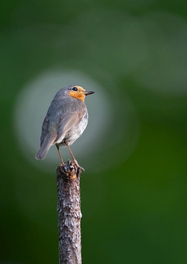 Die Rotkehlchenblase
