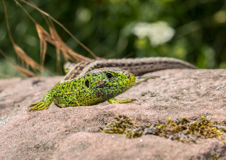 Ještěrka na slunci