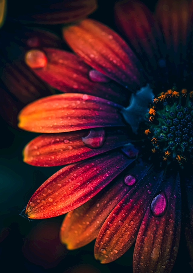 Španělská sedmikráska