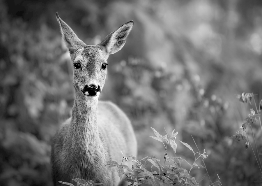 The roe deer