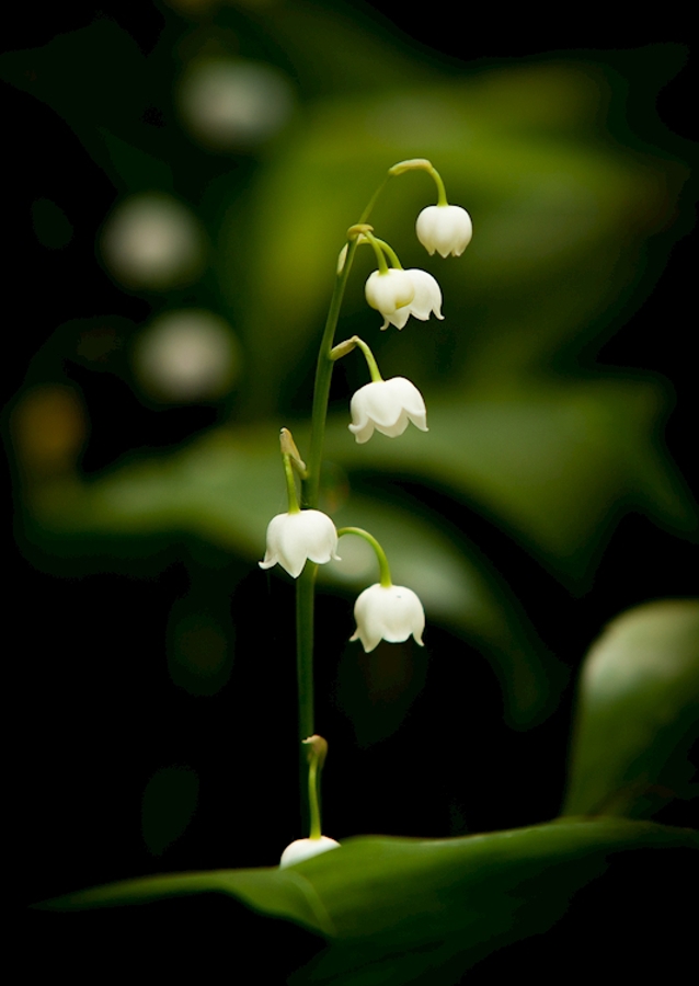 Muguet