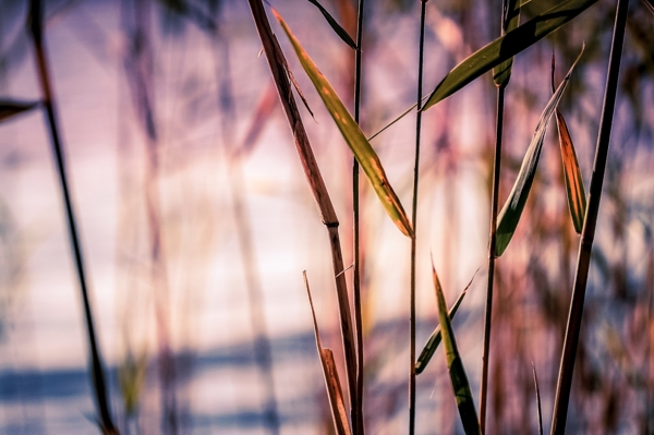 Poster: A travers les plus belles pailles - Ulrica Hållén