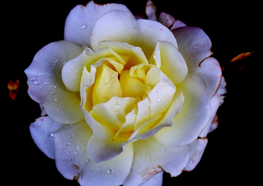 Flora collection: White Rose