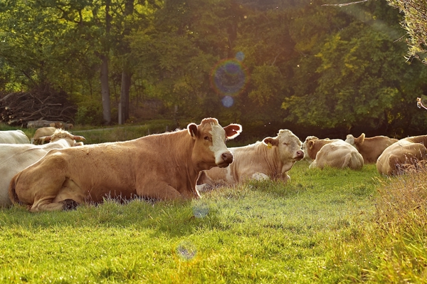 Poster: Kohage - Linda Ek