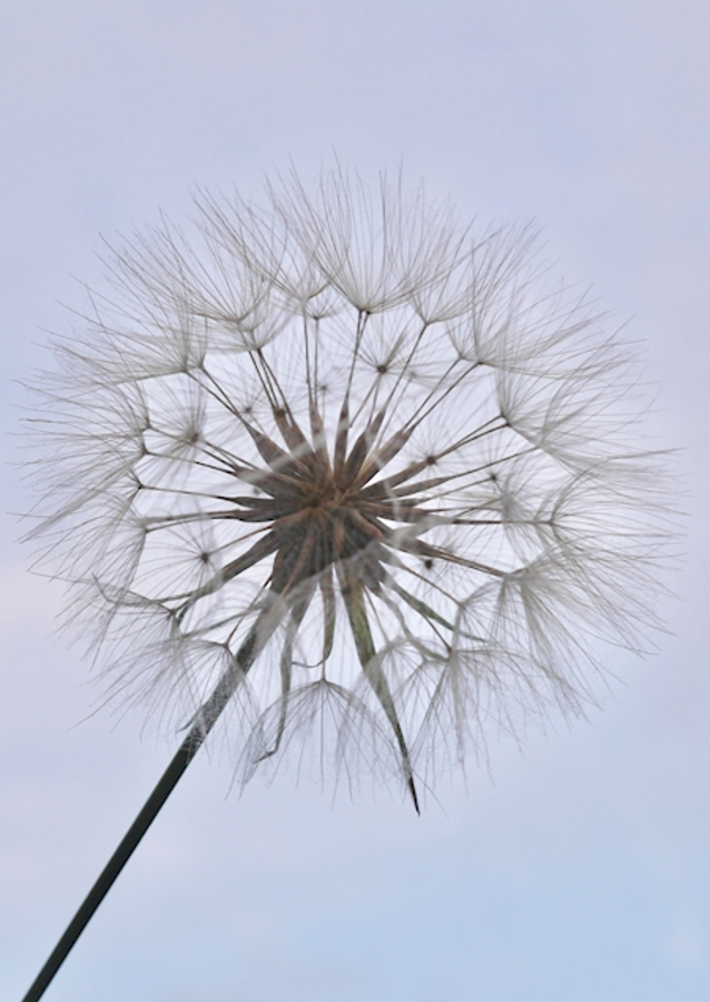 Dandelion 2