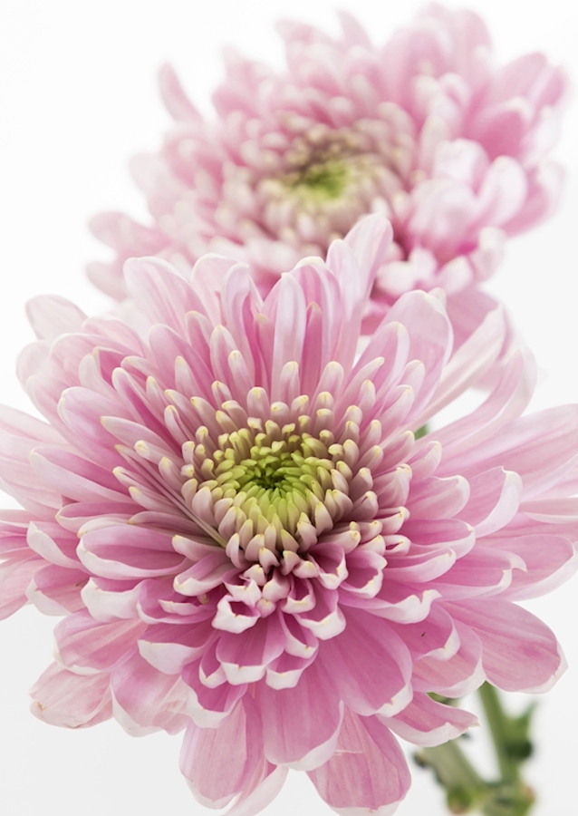 Pink Chrysanthemum