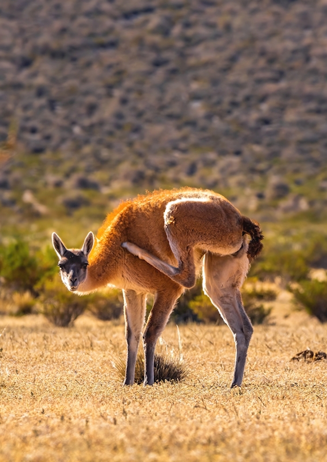 Un guanaco habile