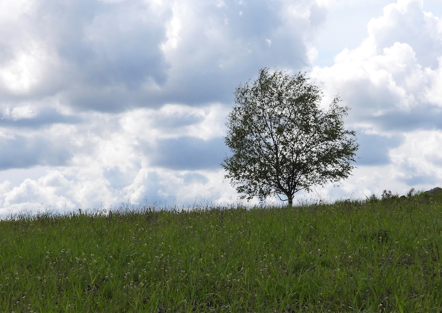 Bäume auf dem Hügel
