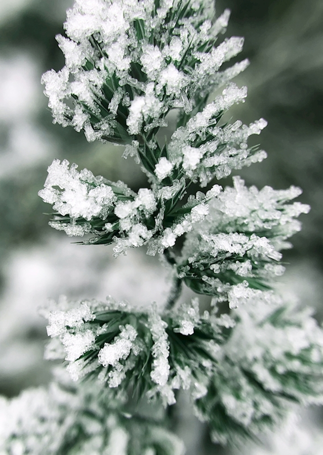 Green frost