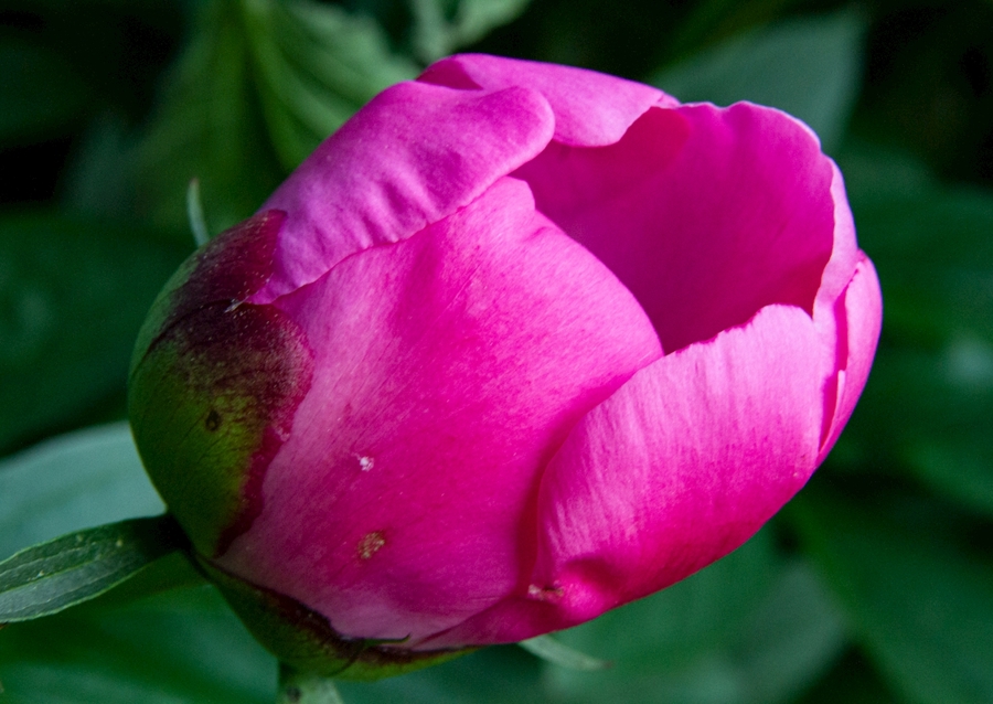 peony in pink